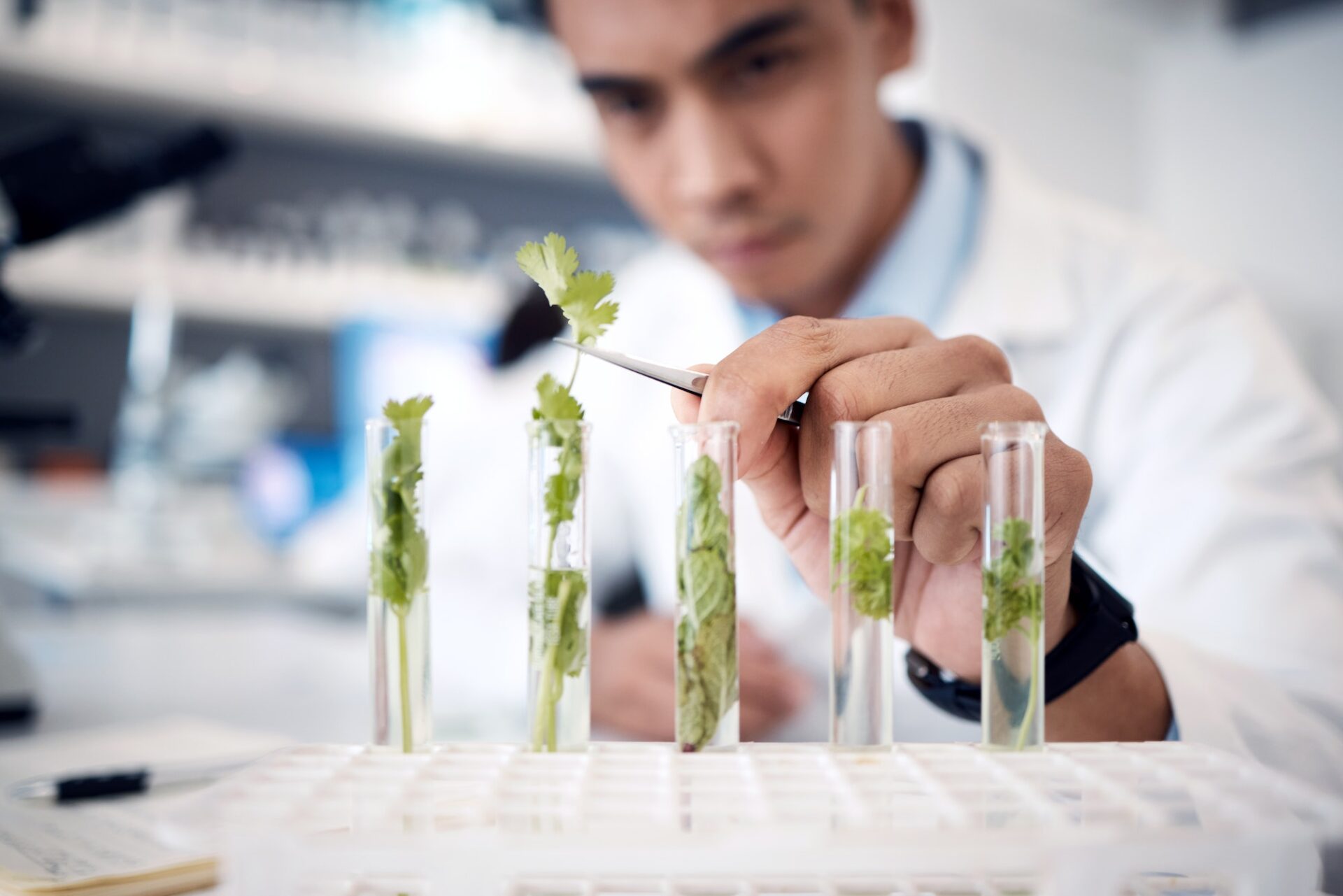 Hands, plant scientist and laboratory test tubes in plant growth research, climate change solution